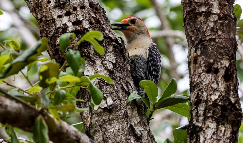Florida Plants That Bring Woodpeckers And What That Does To The Boring Insect Problem