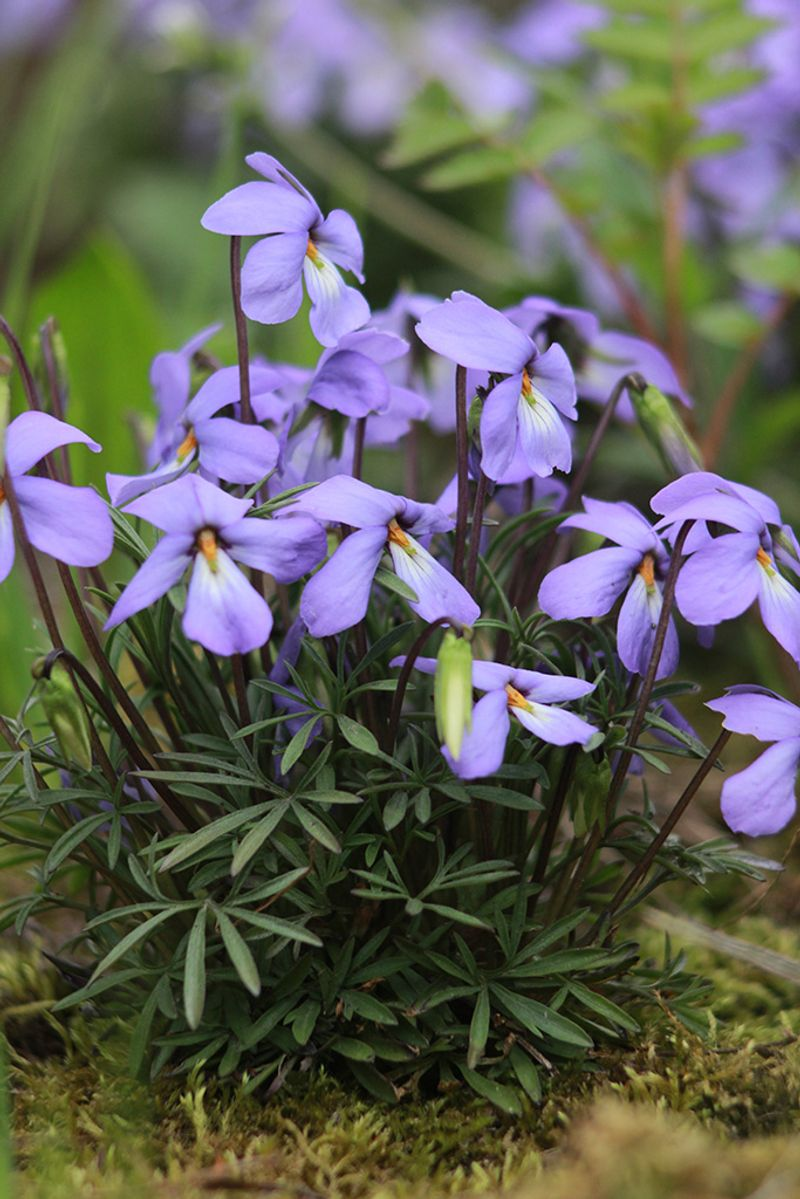 Native Georgia Plants That Work Better Than Ornamental Grasses Along Driveways