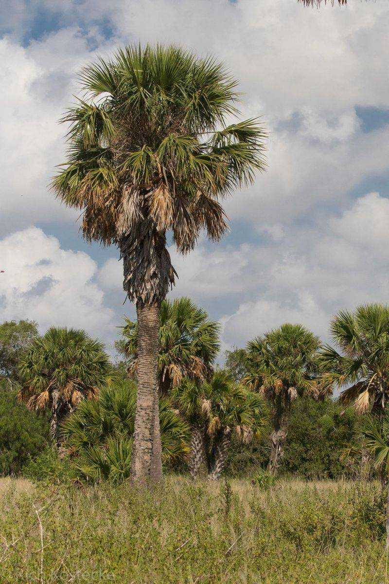 The Native Texas Plants That Actually Handle Hurricane Winds Better Than Anything Else