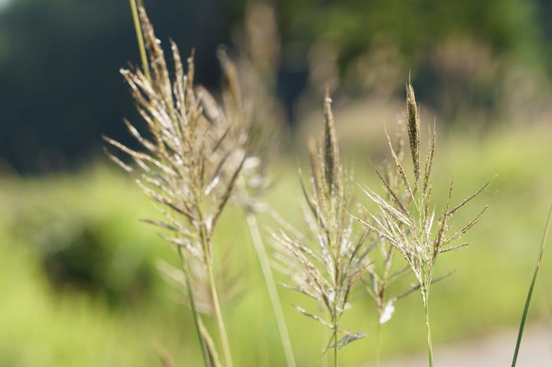 This Is The Invasive Grass Destroying Texas Native Wildflower Meadows From The Inside Out