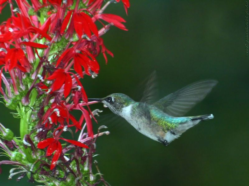 1. Cardinal Flower Is Built For Hummingbirds