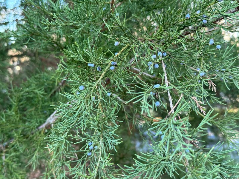 1. Eastern Red Cedar Sits Low On Their Menu 1. Eastern Red Cedar Sits Low On Their Menu