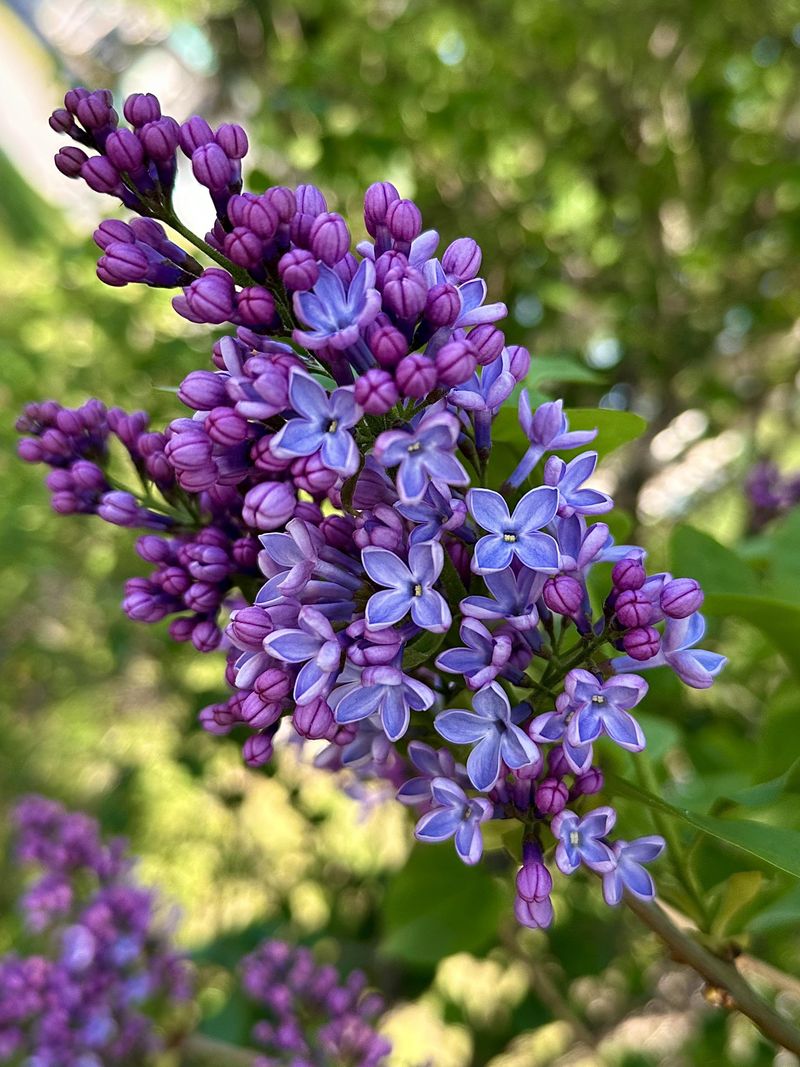 1. Lilacs Already Hold Next Spring's Flowers