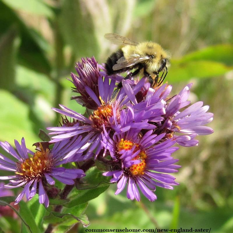 1. New England Aster Saves Its Show For Fall