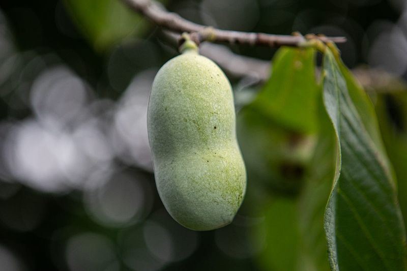 1. Pawpaw Season Arrives Fast And Leaves Fast