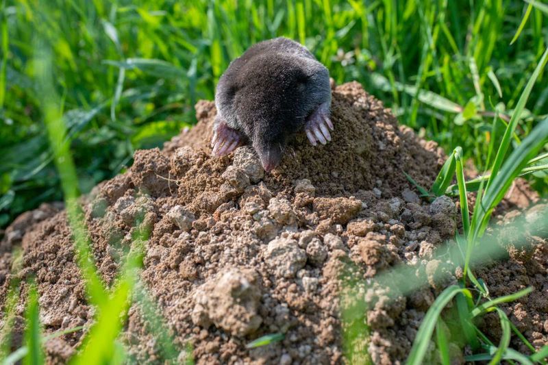 1. Raised Ridges Point Straight Toward Moles
