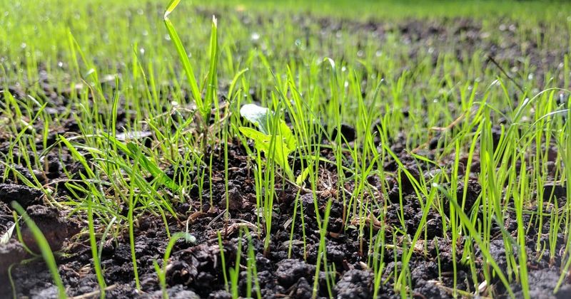 1. September Is Still Prime Seeding Time