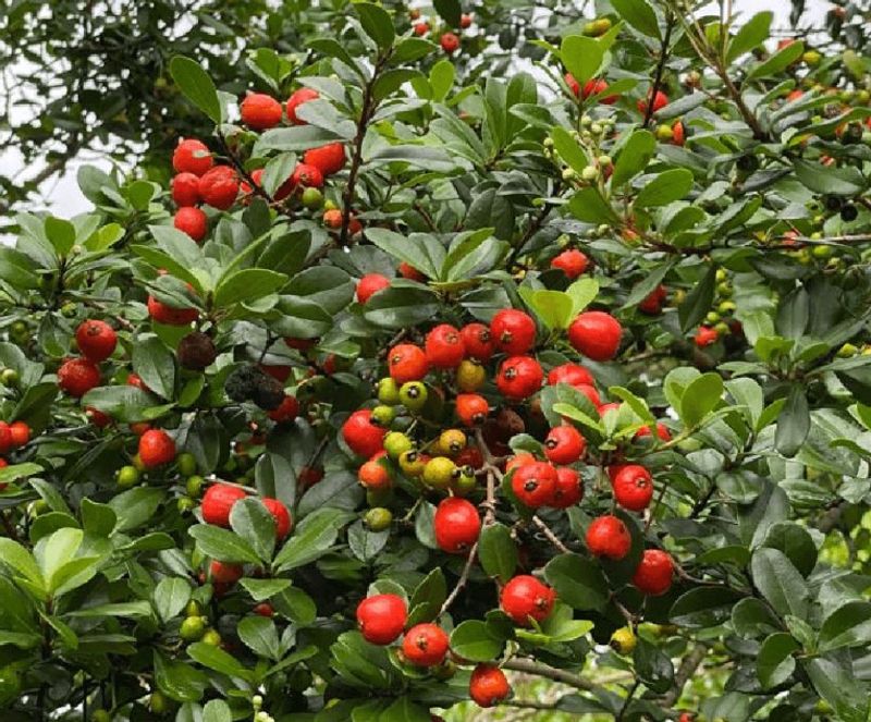 1. Simpson's Stopper Turns Fall Color Into Bird Food 1. Simpson's Stopper Turns Fall Color Into Bird Food