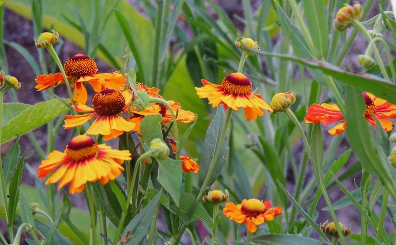 1. Sneezeweed's Name Makes It Look Guilty 1. Sneezeweed's Name Makes It Look Guilty
