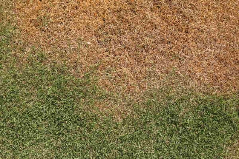 1. Summer Brown Does Not Always Mean It Is Lost