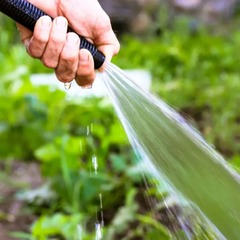 1. Watering Again Before The Soil Dries 1. Watering Again Before The Soil Dries
