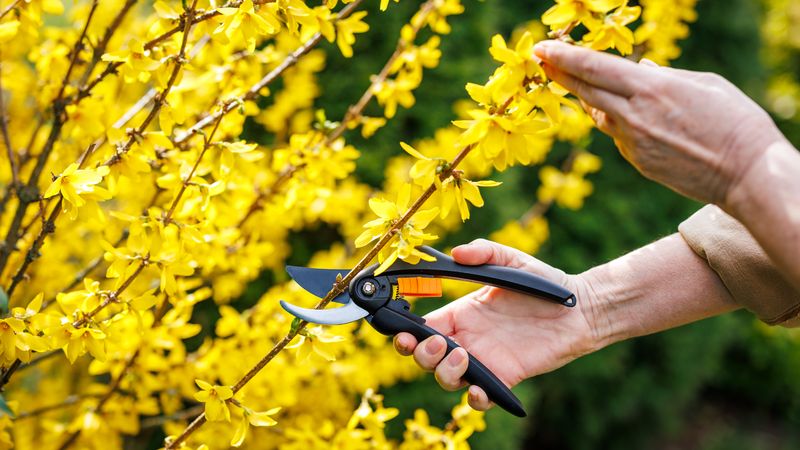 2. Forsythia Buds Are Waiting On Old Wood