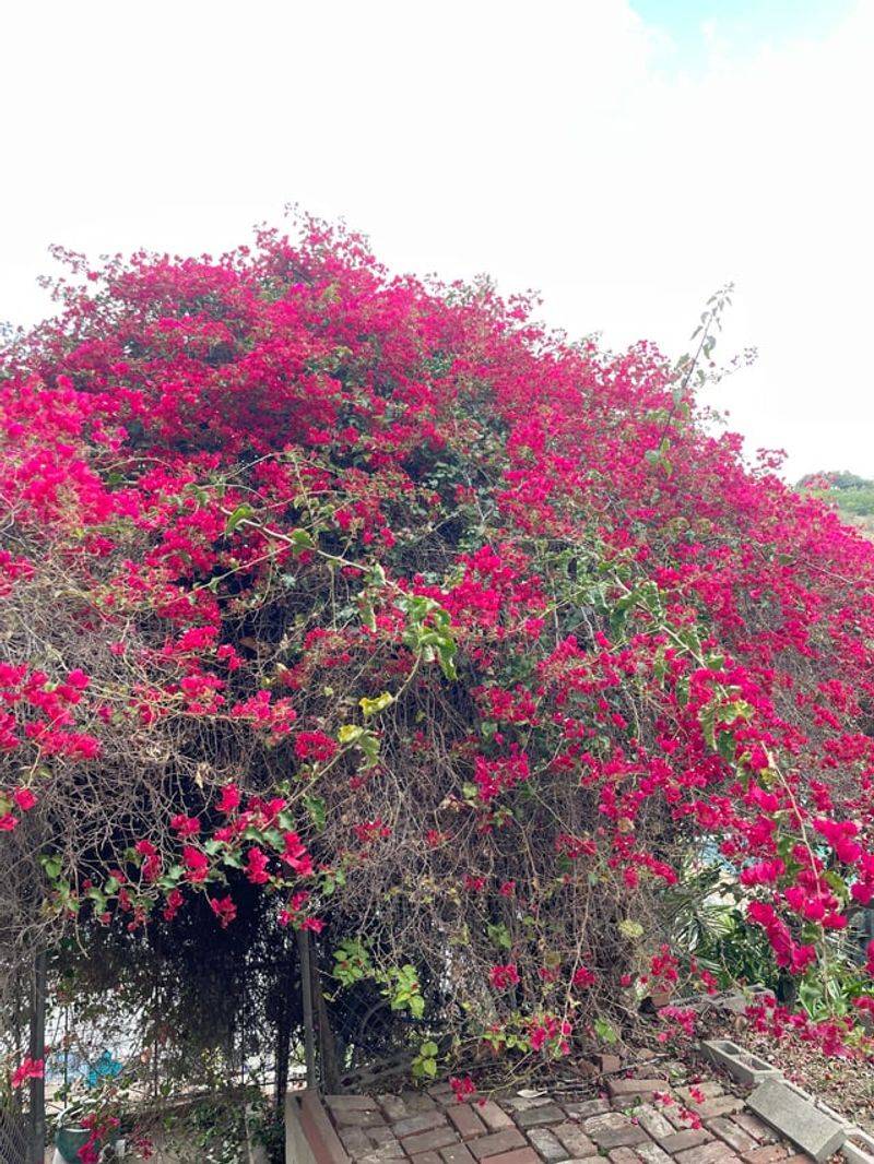 2. Late Pruning Can Cost You Winter Color