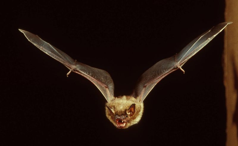 2. Late-Summer Insects Keep Them Coming Back 2. Late-Summer Insects Keep Them Coming Back