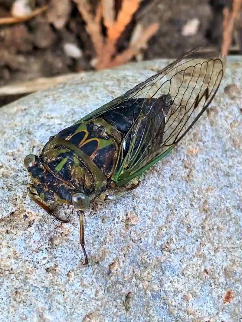 2. Male Cicadas Are Making All The Noise