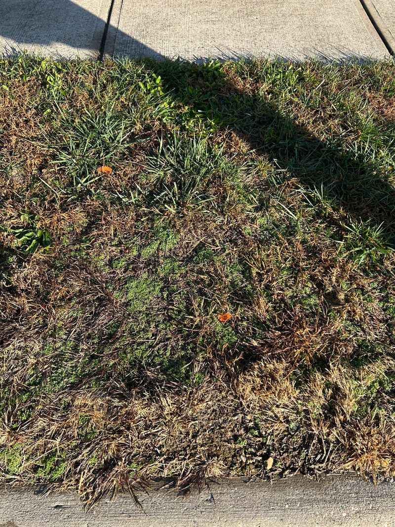 2. Northern Lawns Run Out Of Time First