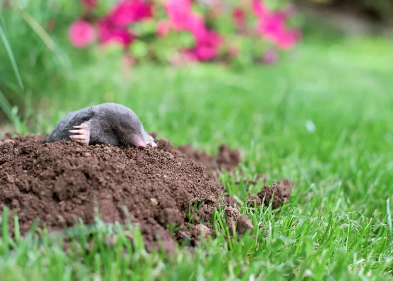 2. Raised Ridges Across The Lawn Point More Toward A Mole 2. Raised Ridges Across The Lawn Point More Toward A Mole