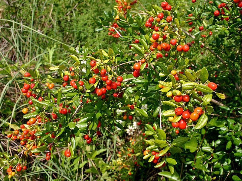 2. September Is When Those Berries Start Getting Harder To Miss 2. September Is When Those Berries Start Getting Harder To Miss
