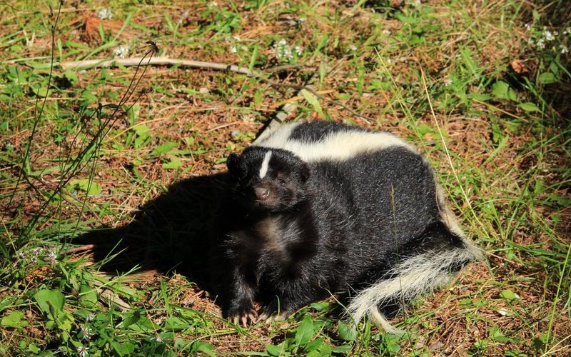 2. Skunks Leave Clusters Of Shallow Holes 2. Skunks Leave Clusters Of Shallow Holes