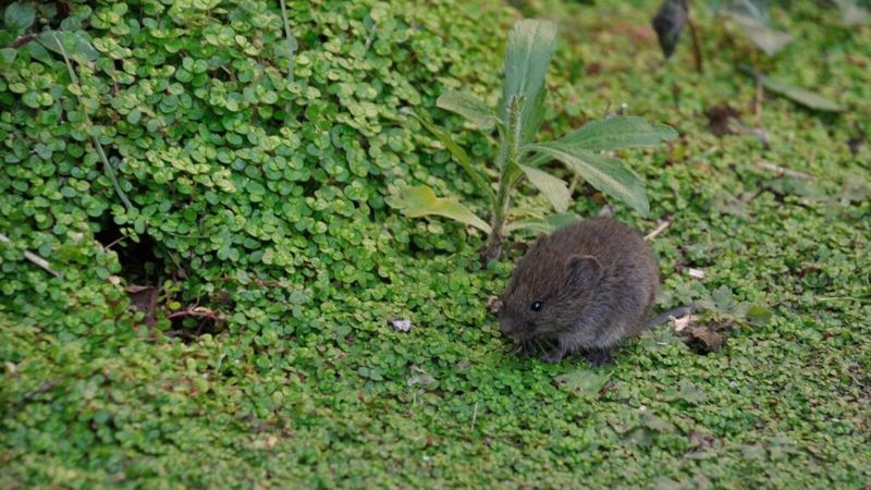2. Vole Runways Usually Stay Flat