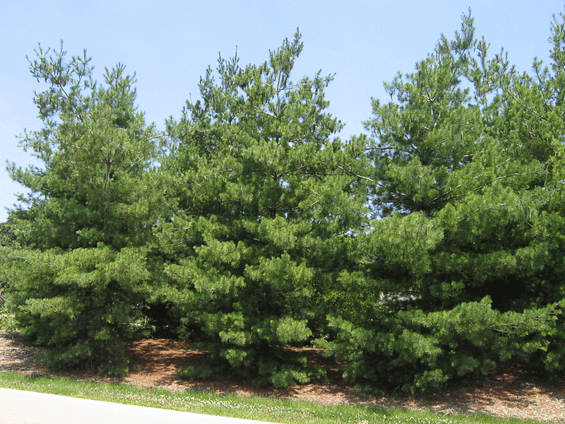 2. White Pine Offers A Less Tempting Target 2. White Pine Offers A Less Tempting Target
