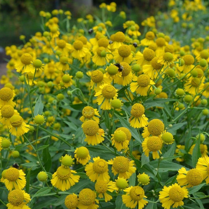 2. Yellow Blooms Peak Right In September 2. Yellow Blooms Peak Right In September