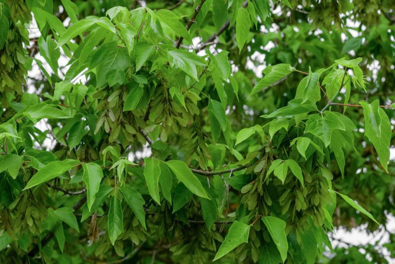 2. Young Trees Put On Growth In A Hurry