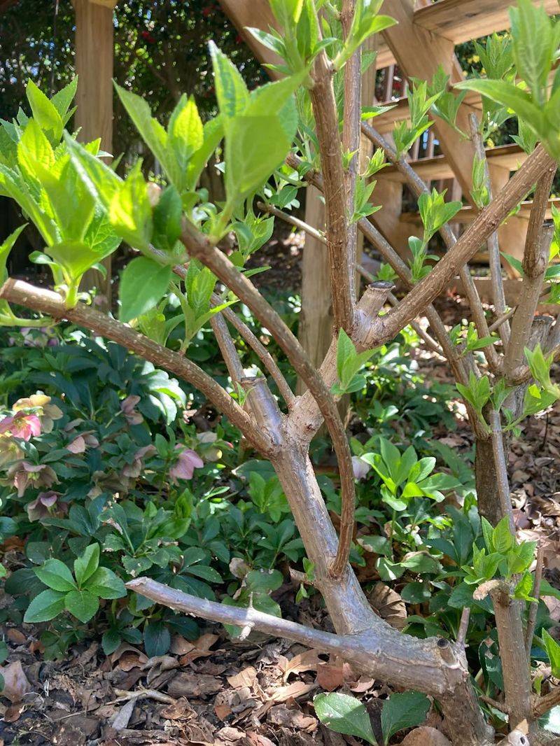 3. Bigleaf Hydrangeas Need Those Stems Intact