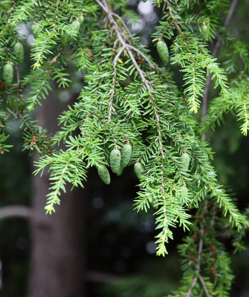 3. Canadian Hemlock Keeps Its Native Appeal 3. Canadian Hemlock Keeps Its Native Appeal