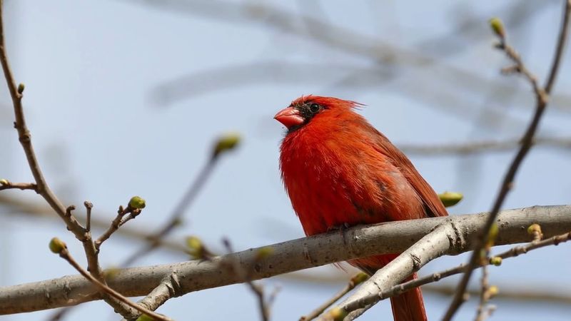 3. Cardinals And Mockingbirds Can Find The Fruit Before You Do 3. Cardinals And Mockingbirds Can Find The Fruit Before You Do