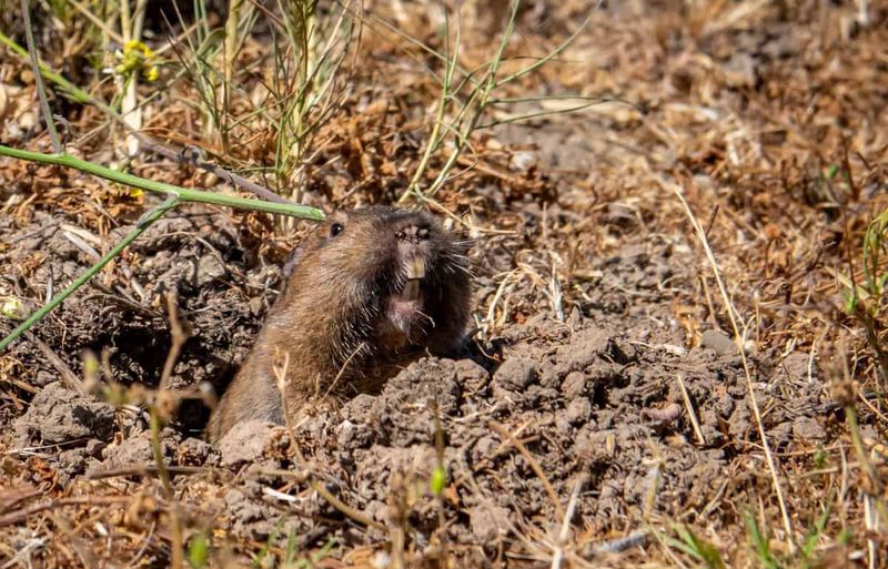 3. Crescent Shaped Sandy Mounds Suggest A Pocket Gopher 3. Crescent Shaped Sandy Mounds Suggest A Pocket Gopher
