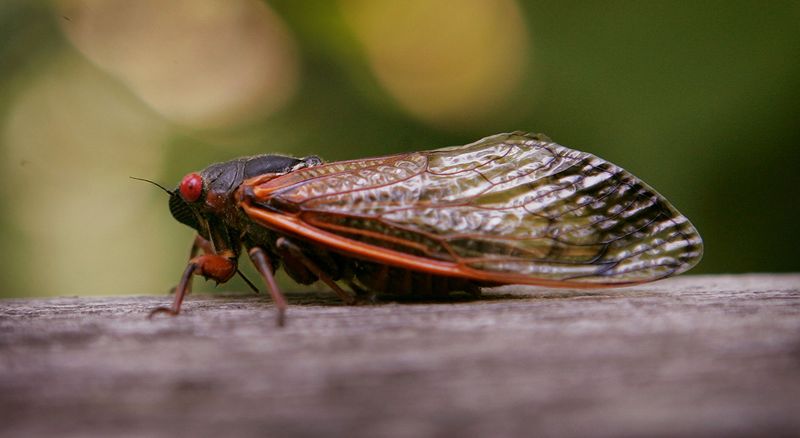3. Dog-Day Cicadas Return Every Summer