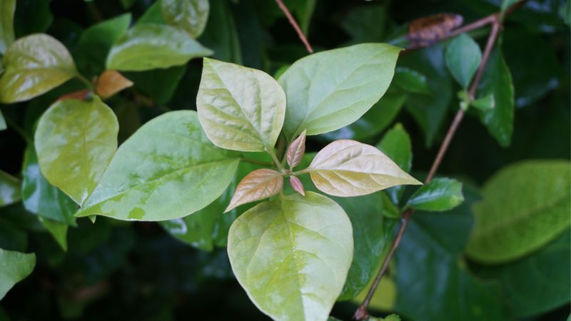 3. Fresh Shoots Have Less Time To Toughen Up