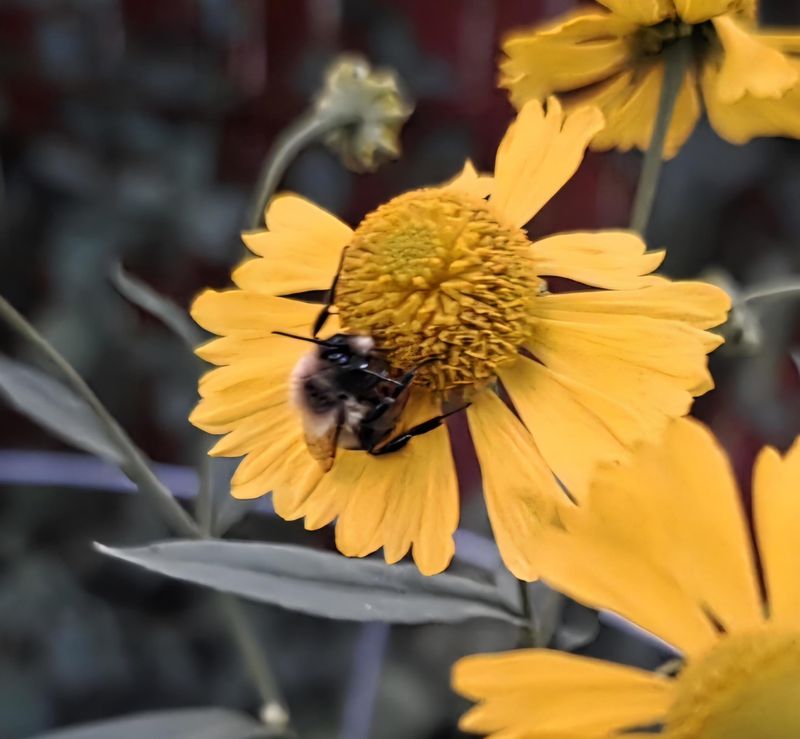 3. Its Pollen Travels With Insects 3. Its Pollen Travels With Insects
