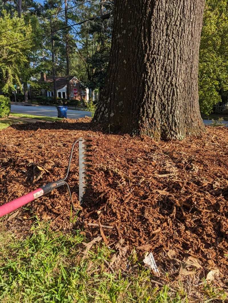 3. Keep Mulch Flat And Away From The Trunk