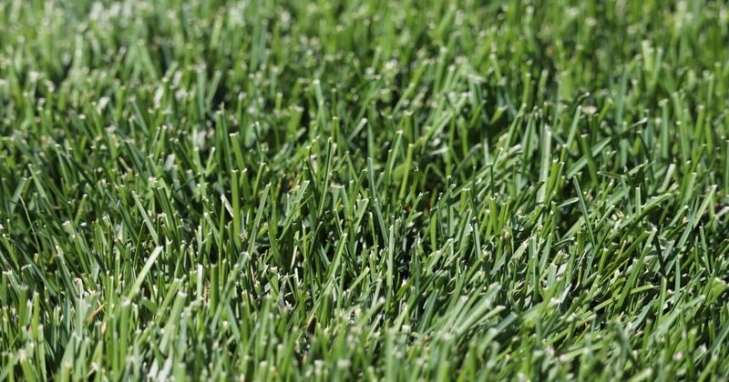 3. Kentucky Bluegrass Needs The Earliest Start