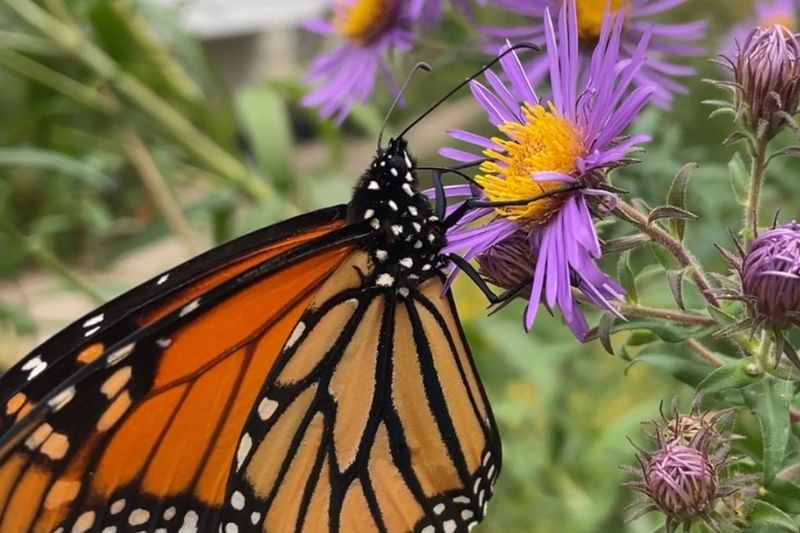 3. Monarchs Stop In For Late Nectar