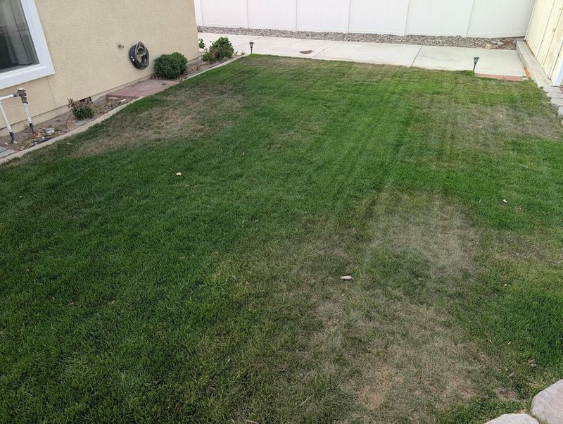 3. Overseed Thin Patches Before The Window Closes