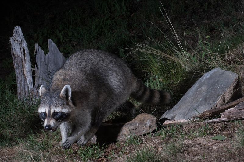 3. Raccoons Peel Back Bigger Pieces Of Turf 3. Raccoons Peel Back Bigger Pieces Of Turf