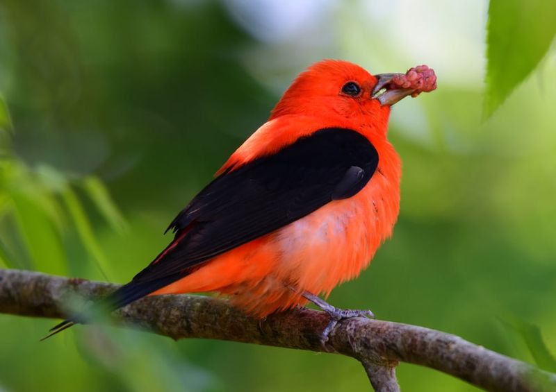 3. Scarlet Tanagers Come For A Different Reason