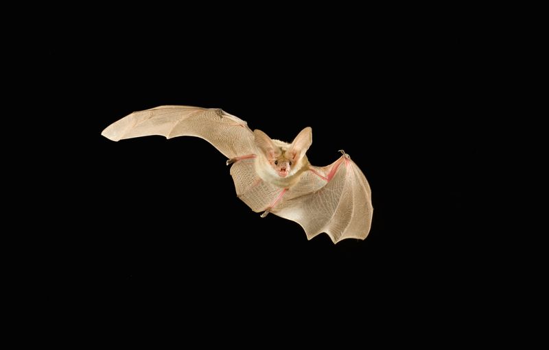 3. Young Bats Are Hunting On Their Own Now 3. Young Bats Are Hunting On Their Own Now