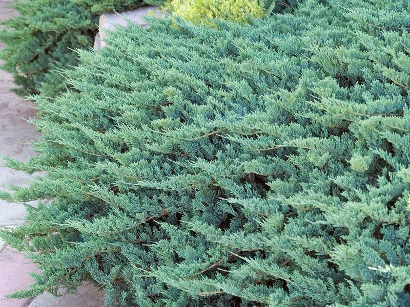 4. Common Juniper Adds Tough Evergreen Cover 4. Common Juniper Adds Tough Evergreen Cover