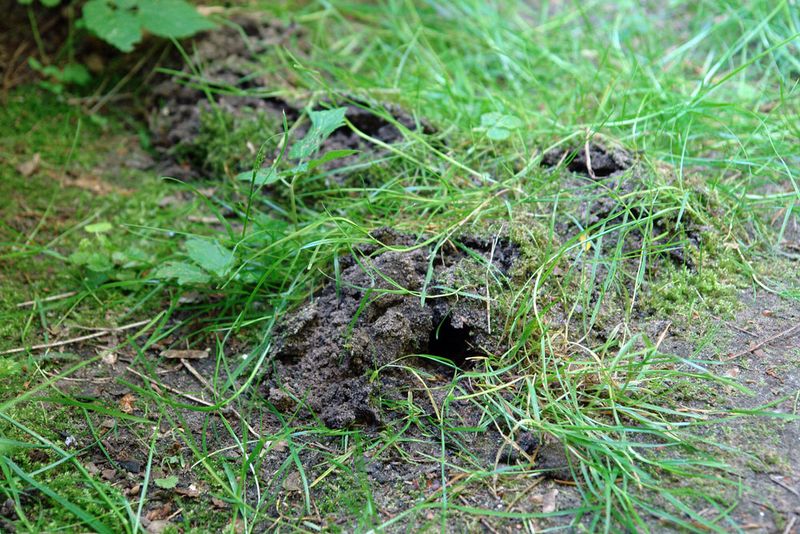 4. Fresh Ridges Reveal Active Feeding Routes