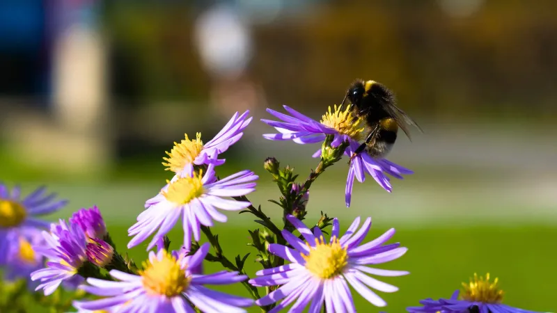 4. Native Bees Work The Flowers Too