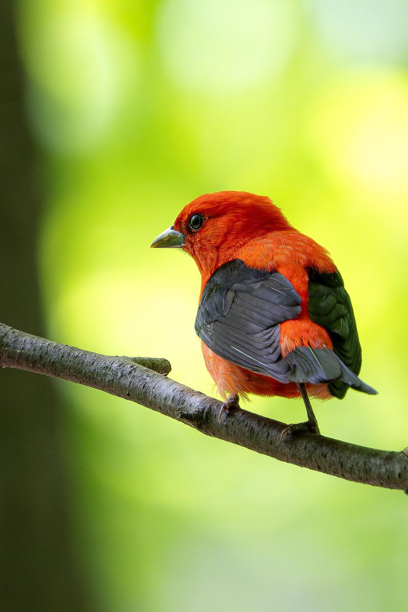 4. Native Insects Give Tanagers More To Hunt