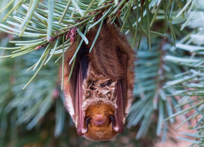 4. Nearby Trees May Hide Their Daytime Roosts 4. Nearby Trees May Hide Their Daytime Roosts