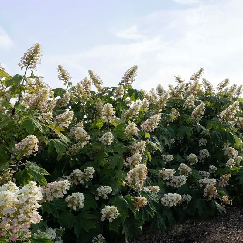 4. Oakleaf Hydrangeas Bloom From Last Year's Growth