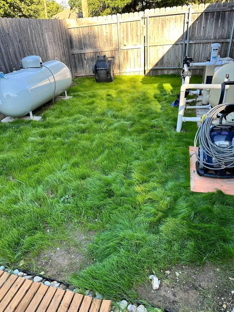 4. Perennial Ryegrass Buys You More Time