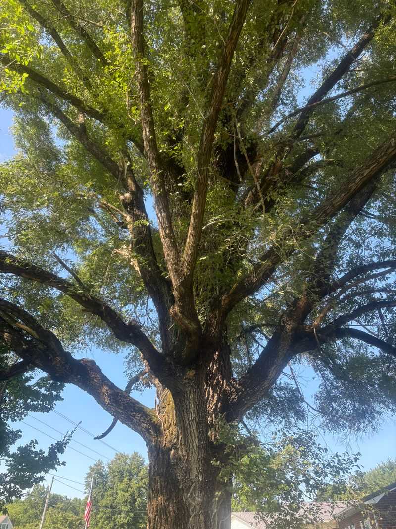 4. Put The Pruners Away During Oak Wilt Season