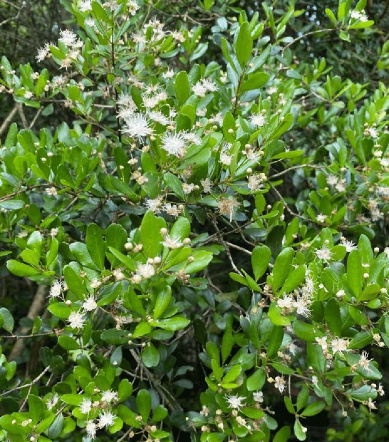 4. The Evergreen Branches Offer More Than Berries 4. The Evergreen Branches Offer More Than Berries